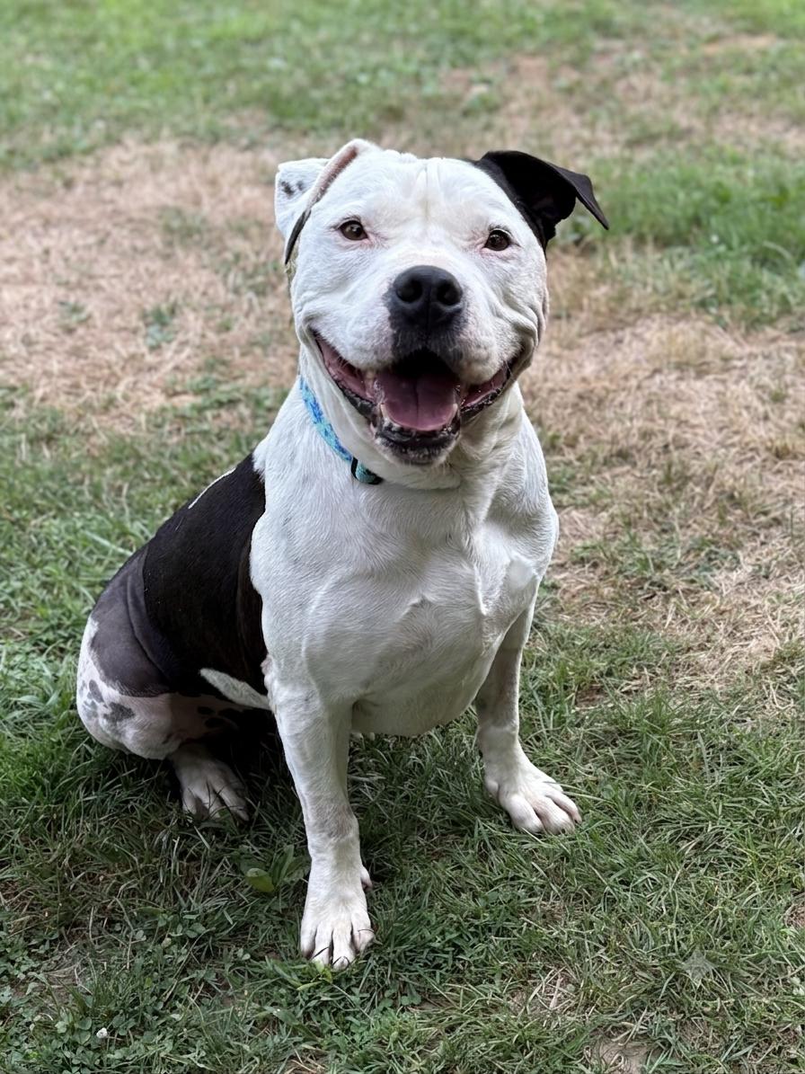 Duke, Adoptable, Adult Male American Staffordshire Terrier.