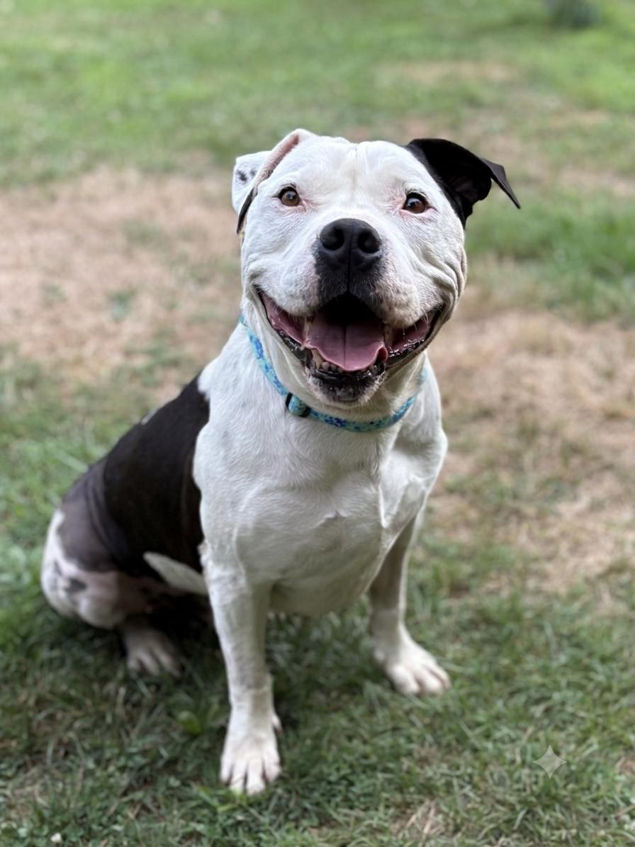 Enlarge Duke, a Adoptable American Staffordshire Terrier in Spring Lake, NJ image 2/3
