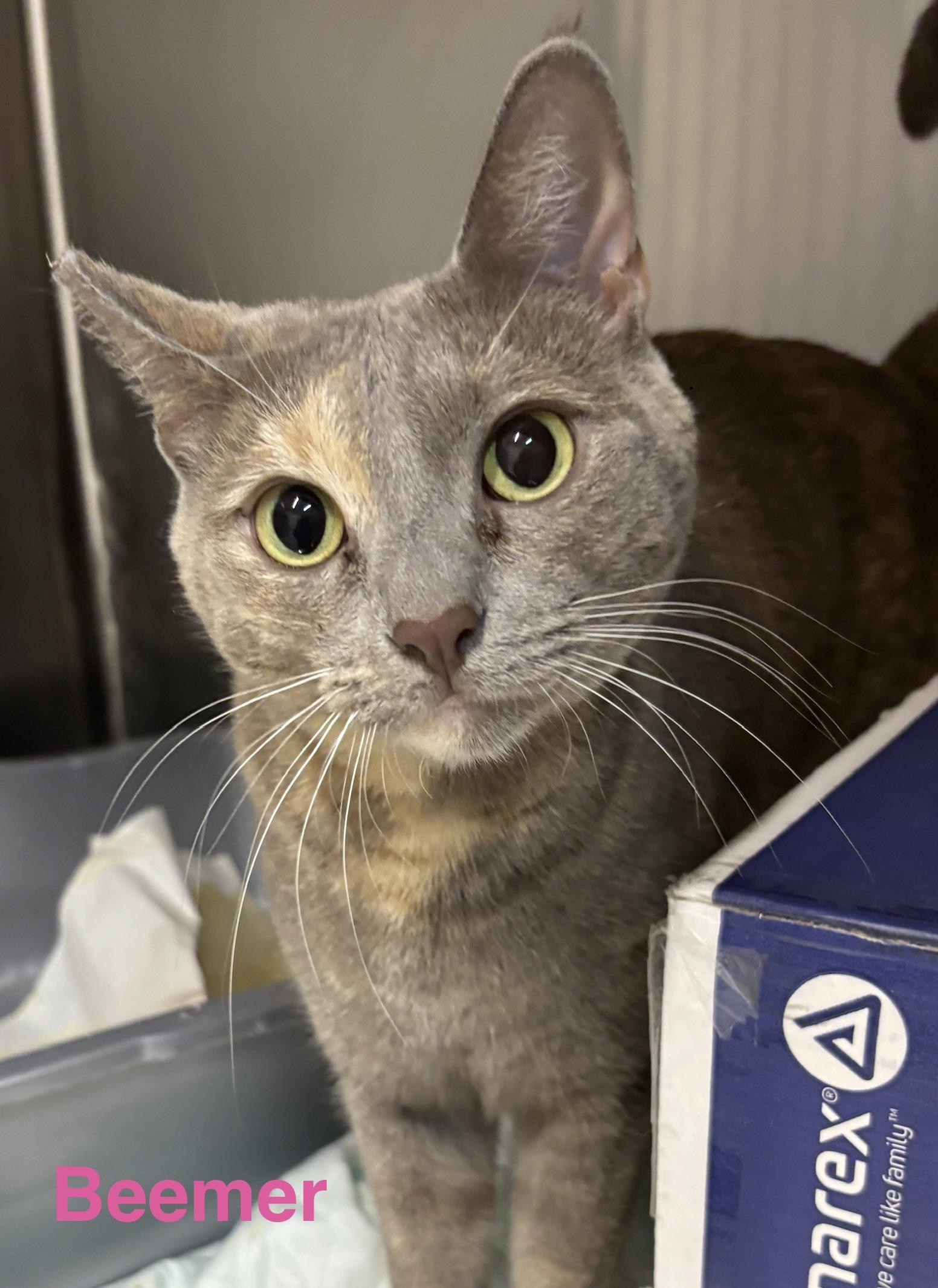 Beemer, Adoptable, Adult Female Dilute Tortoiseshell.