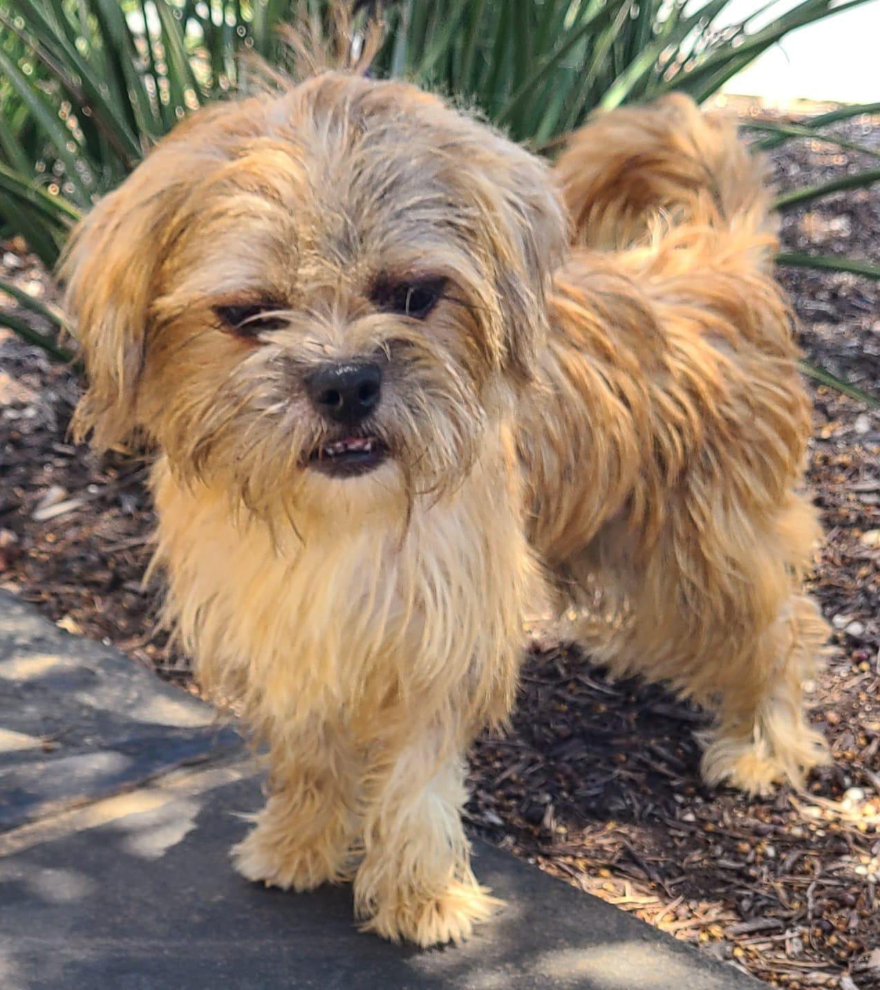 Enlarge Mulan, a Adopted mixed breed in San Antonio, TX image 1/3