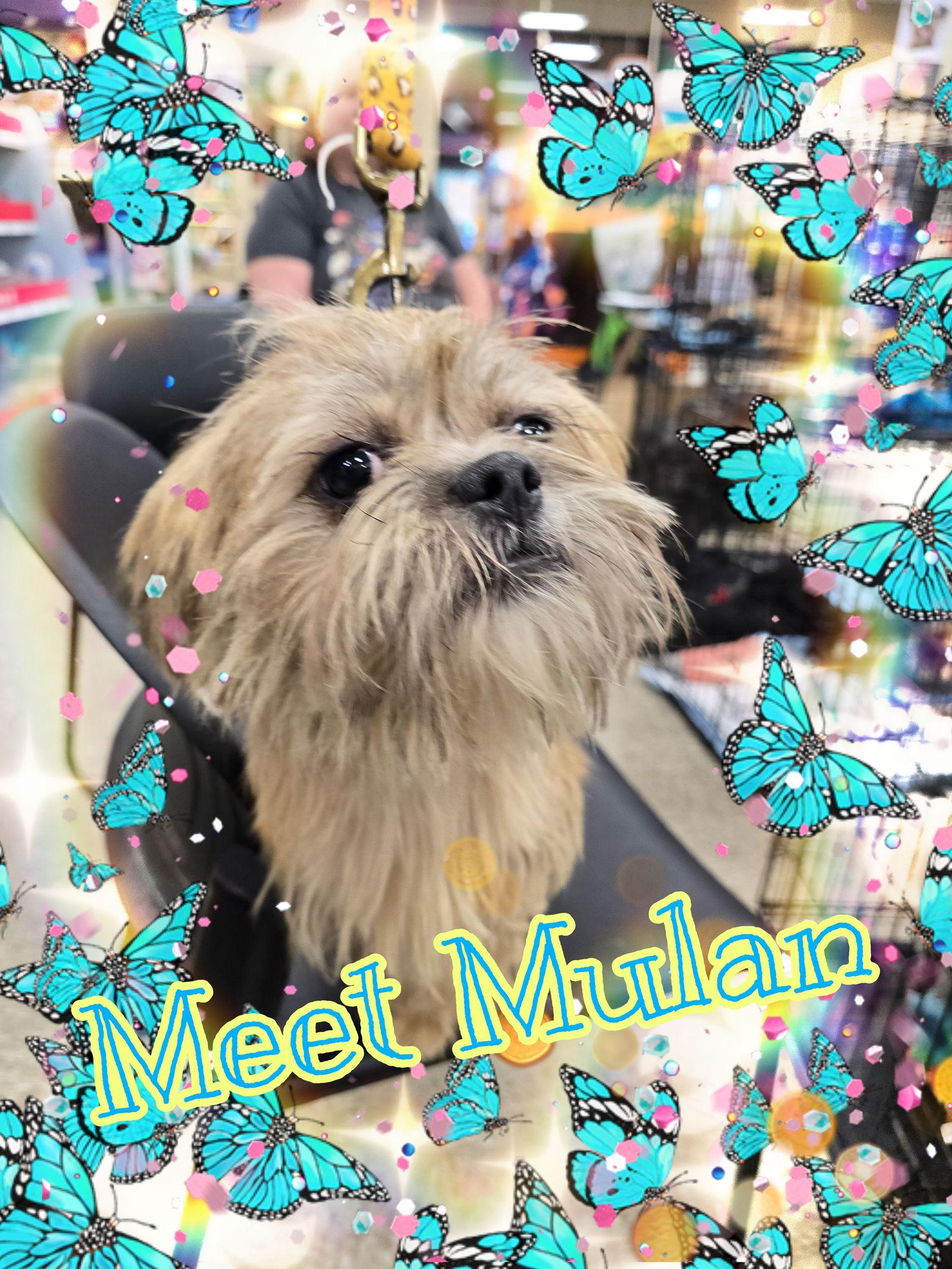 Enlarge Mulan, a Adopted mixed breed in San Antonio, TX image 2/3