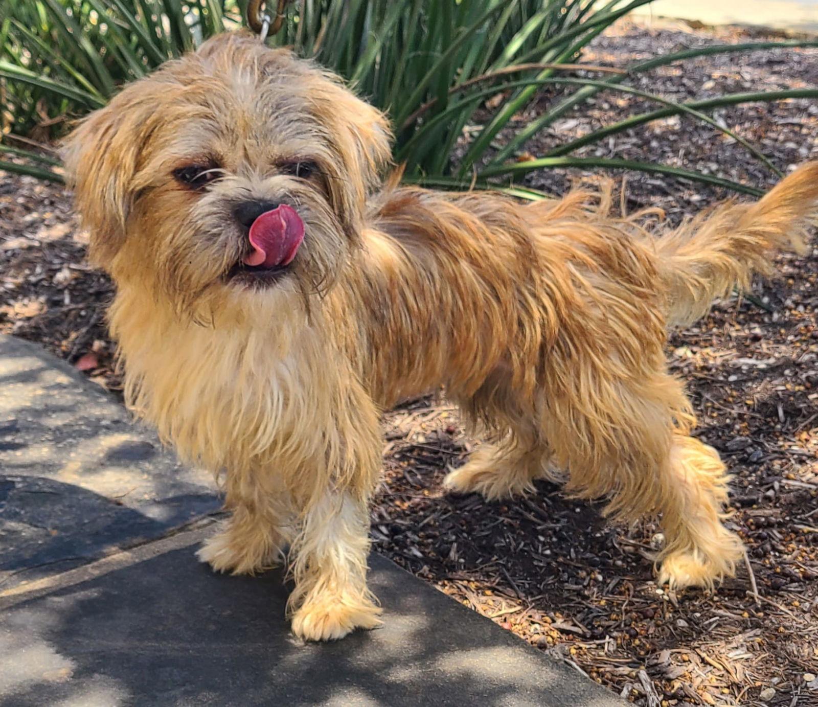 Enlarge Mulan, a Adopted mixed breed in San Antonio, TX image 3/3