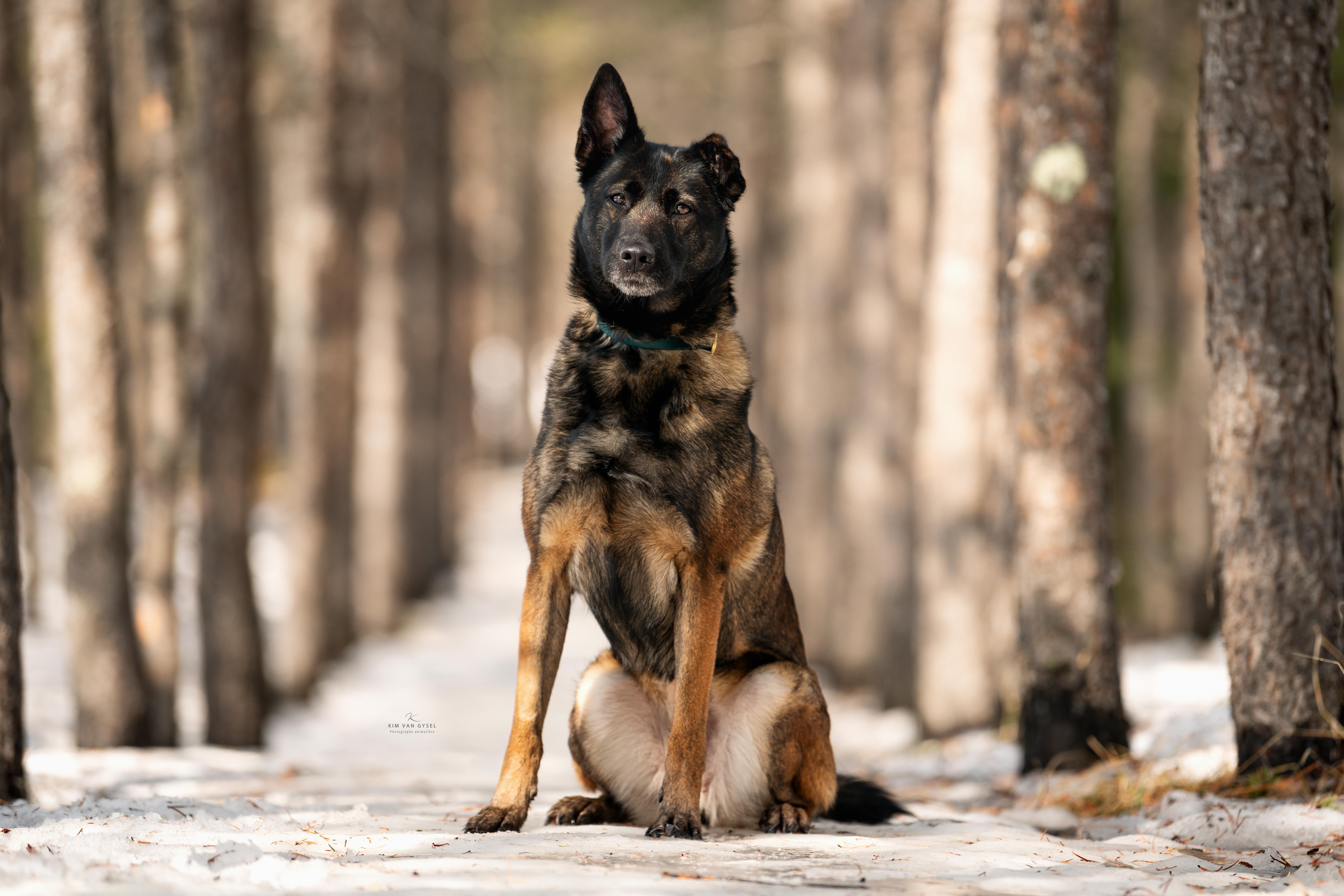 Enlarge Moon, a Adoptable mixed breed in Montreal, QC image 2/6