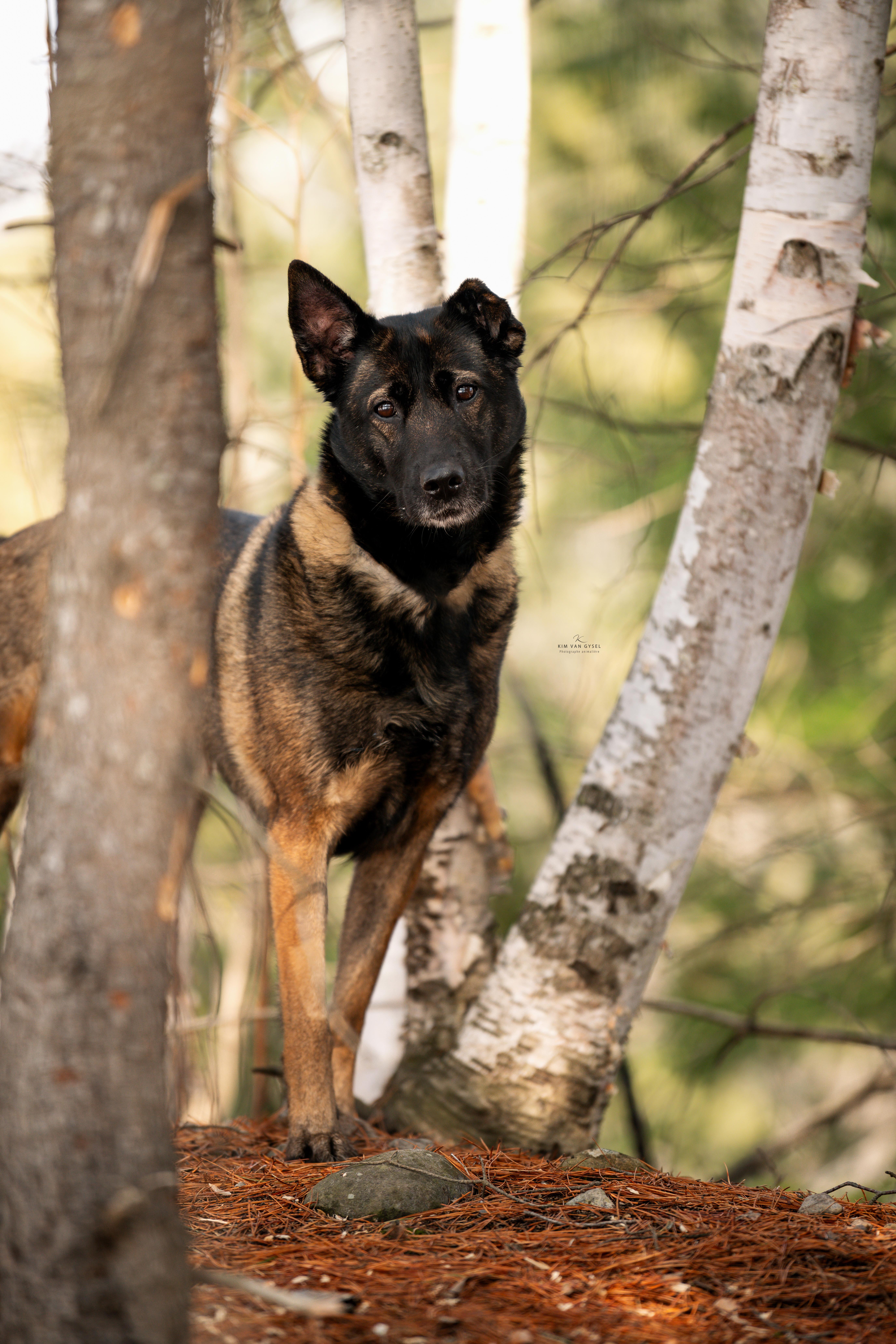 Enlarge Moon, a Adoptable mixed breed in Montreal, QC image 4/6