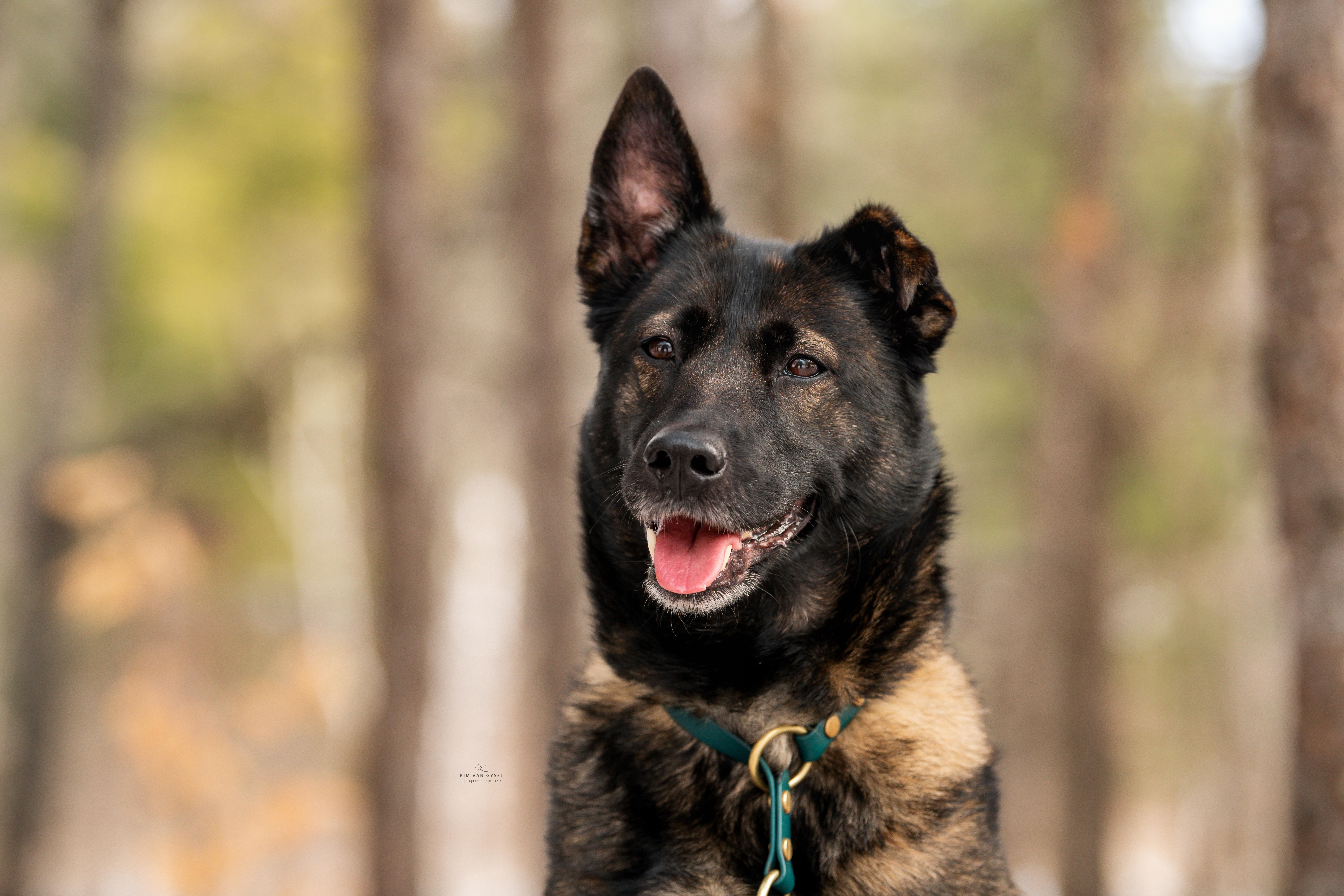 Moon, Adoptable, Adult Female Belgian Shepherd / Malinois & German Shepherd Dog.