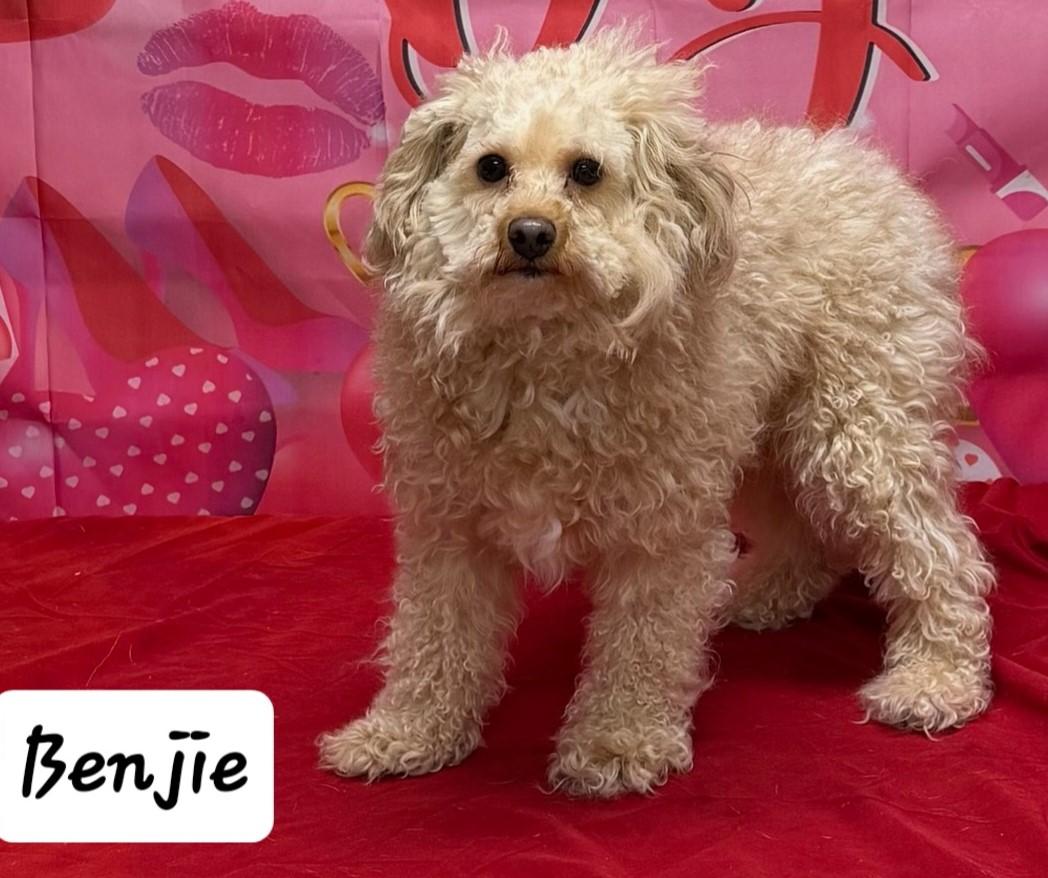 Enlarge Benji, an adopted Poodle in Urbana, OH image 1/1