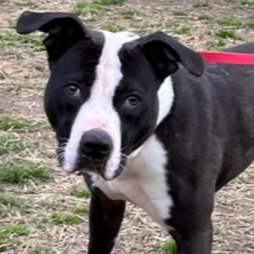 Drew, a ADOPTABLE Pit Bull Terrier in Naperville, IL image 3/3