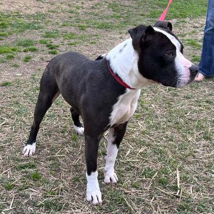Drew, a ADOPTABLE Pit Bull Terrier in Naperville, IL image 2/3