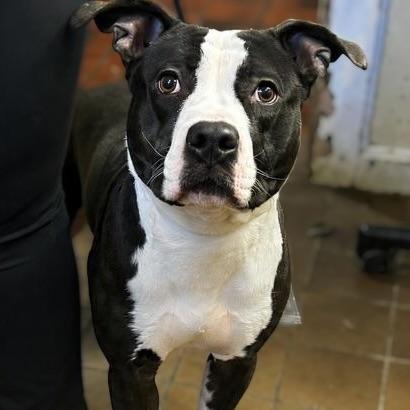 Drew, ADOPTABLE, Young Male Pit Bull Terrier.