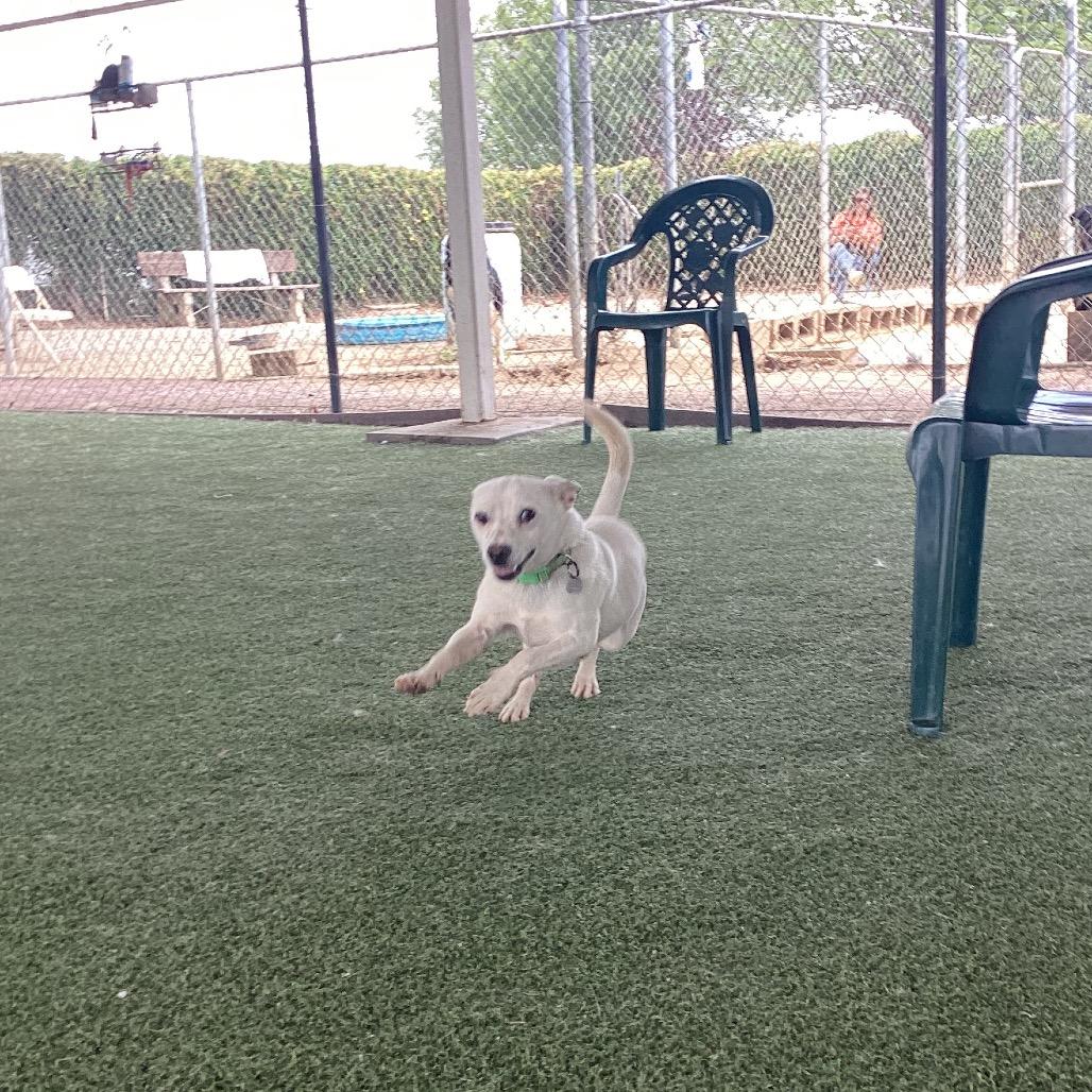 Billy, a Adoptable mixed breed in Riverside, CA image 1/6