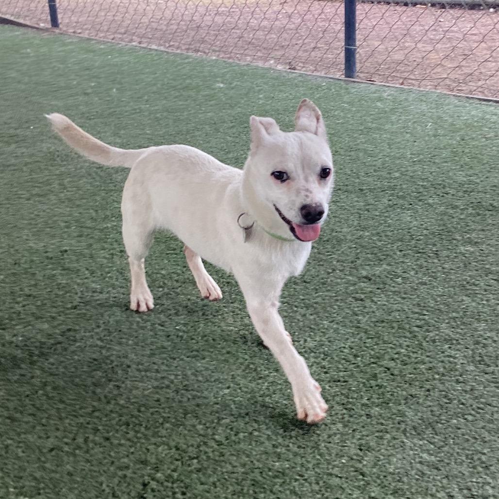 Billy, a Adoptable mixed breed in Riverside, CA image 2/6