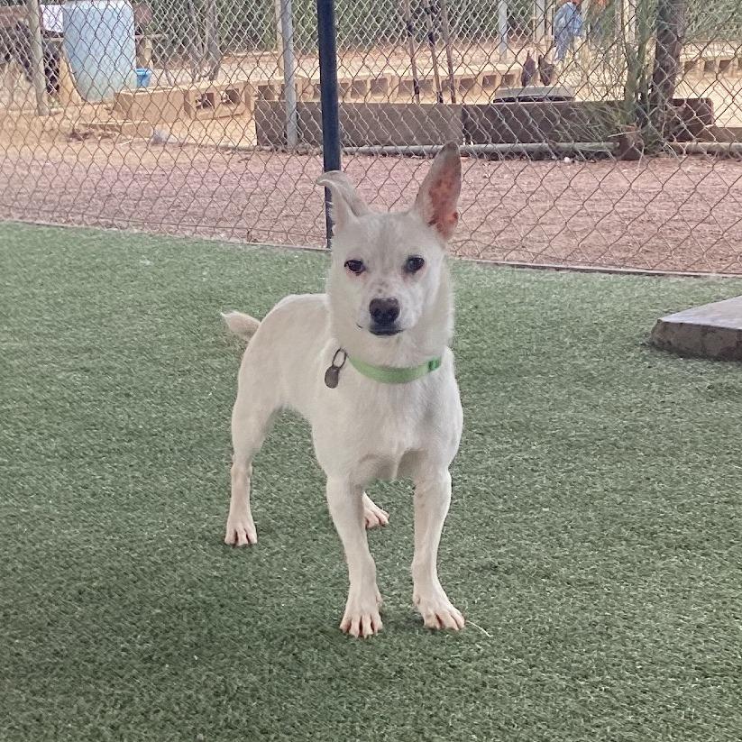Billy, a Adoptable mixed breed in Riverside, CA image 3/6