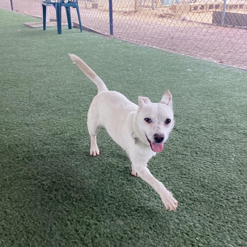 Billy, a Adoptable mixed breed in Riverside, CA image 4/6