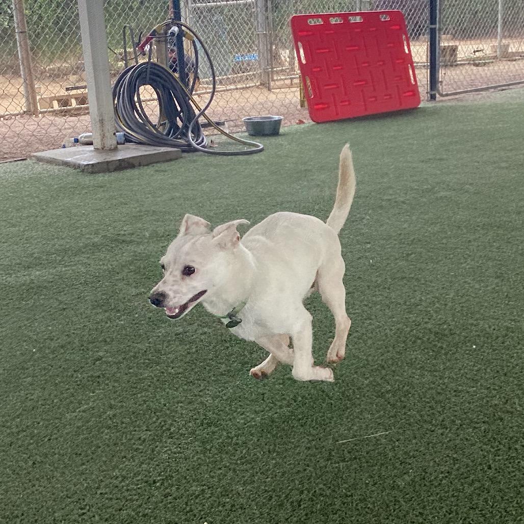 Billy, a Adoptable mixed breed in Riverside, CA image 5/6
