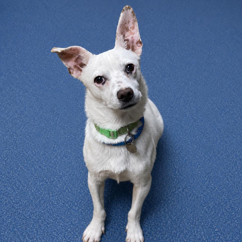 Billy, a Adoptable mixed breed in Riverside, CA image 6/6
