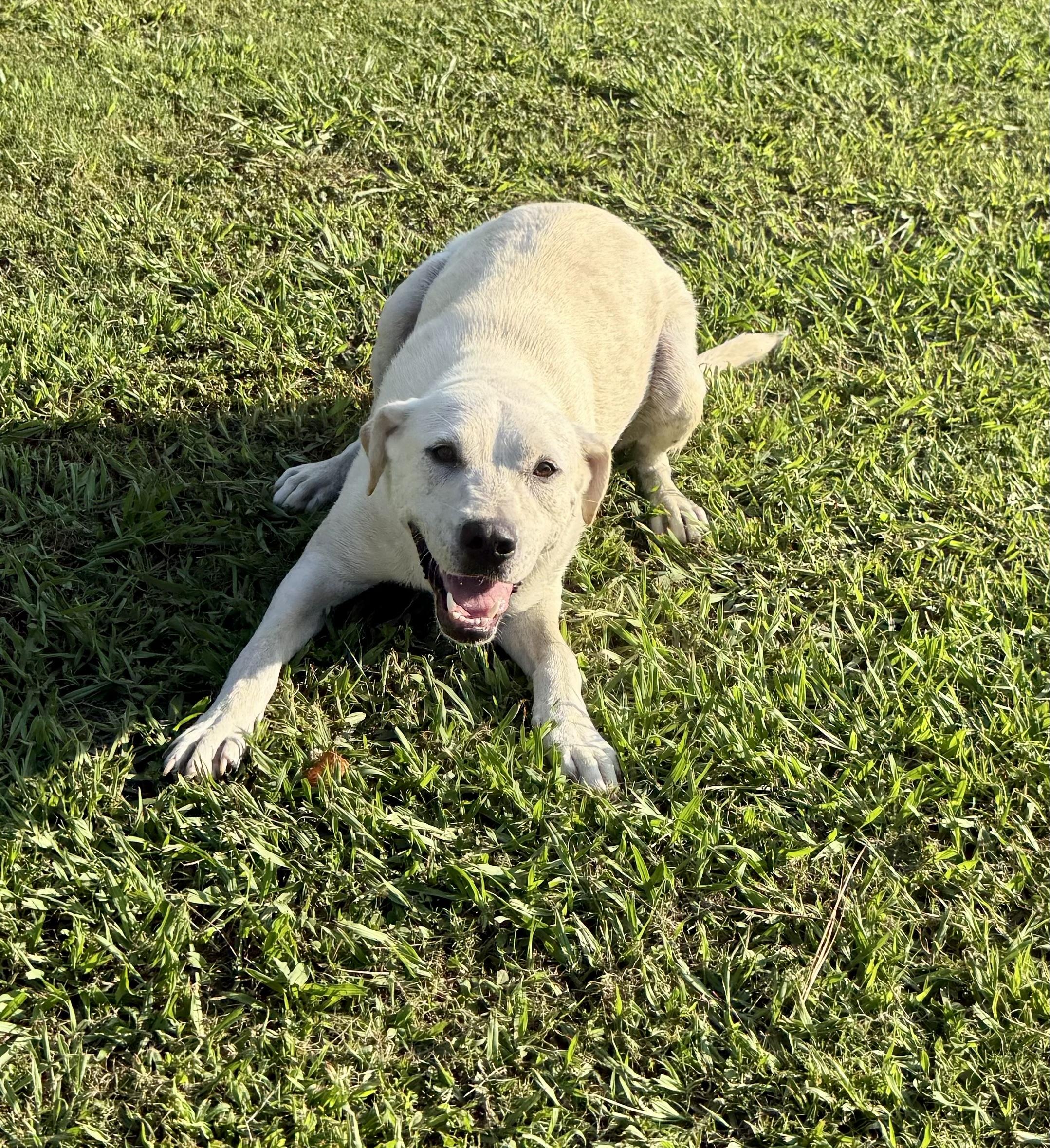 Aspen, a Adoptable mixed breed in Pembroke, MA image 3/5