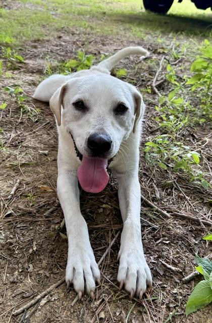 Aspen, a Adoptable mixed breed in Pembroke, MA image 4/5