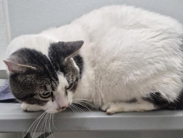 Surak, Adoptable, Adult Male Domestic Short Hair.