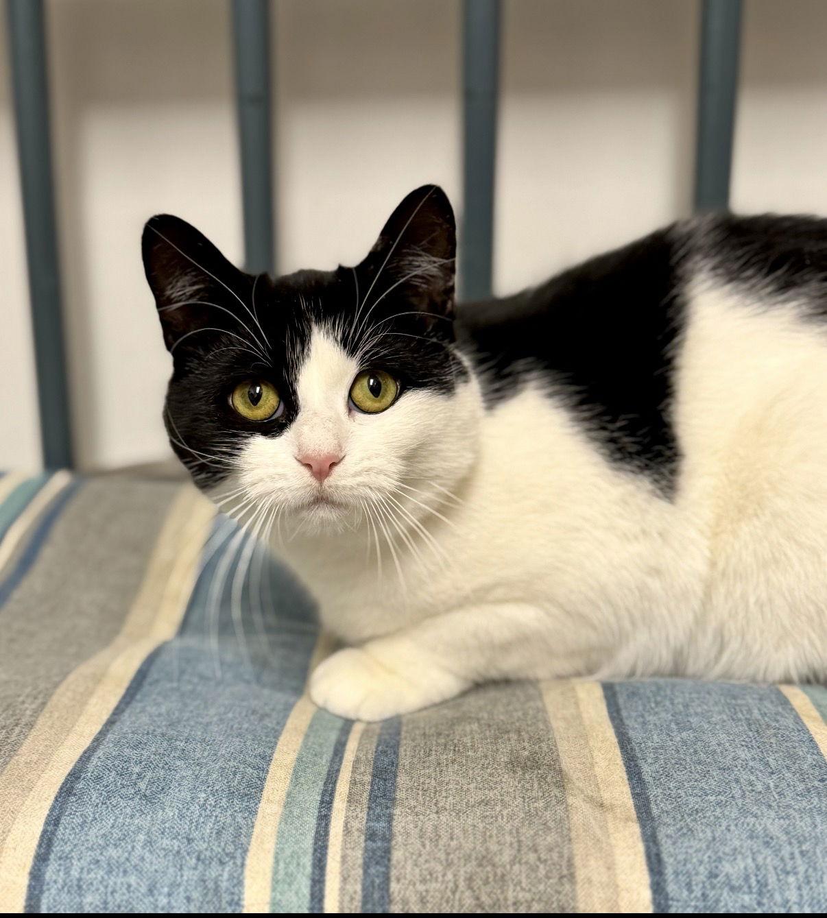 Sweet Pea, Adopted, Young Female Domestic Short Hair.