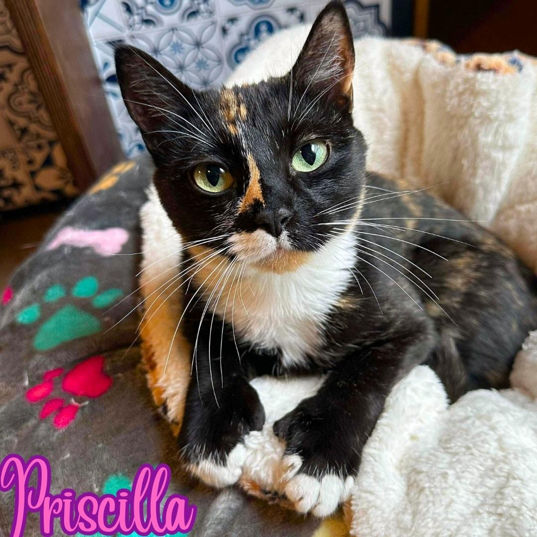 Priscilla *Hemingway/Calico/Lap Cat*, a ADOPTABLE Domestic Short Hair in Riverview, FL image 1/4