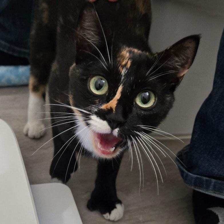 Priscilla *Hemingway/Calico/Lap Cat*, a ADOPTABLE Domestic Short Hair in Riverview, FL image 2/4