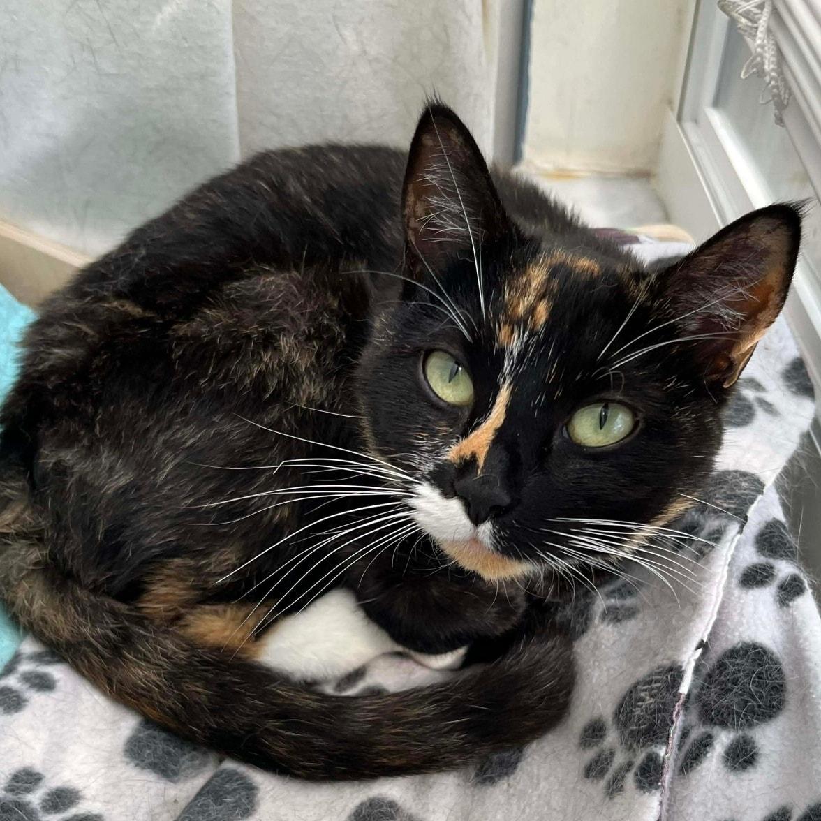 Priscilla *Hemingway/Calico/Lap Cat*, a ADOPTABLE Domestic Short Hair in Riverview, FL image 3/4