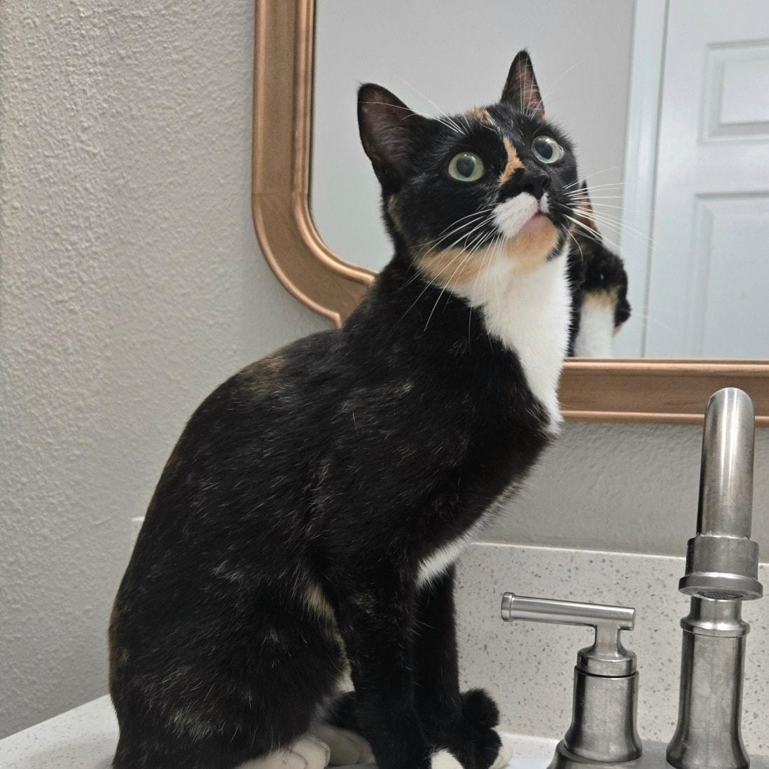 Priscilla *Hemingway/Calico/Lap Cat*, a ADOPTABLE Domestic Short Hair in Riverview, FL image 4/4
