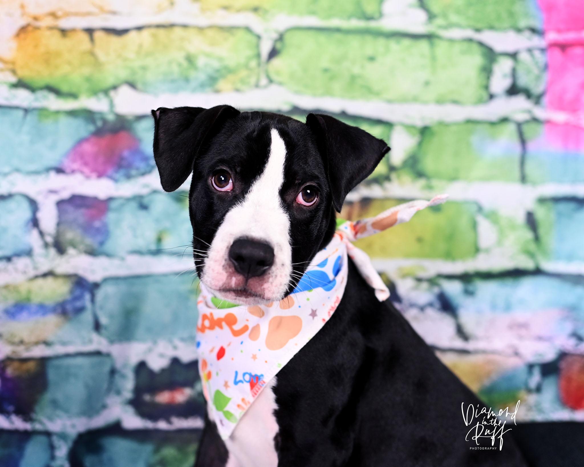 Sherman, a ADOPTABLE mixed breed in New Port Richey, FL image 3/5
