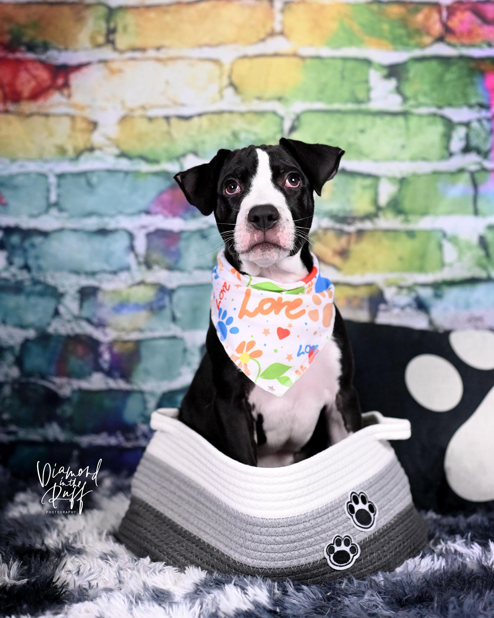 Sherman, a ADOPTABLE mixed breed in New Port Richey, FL image 5/5