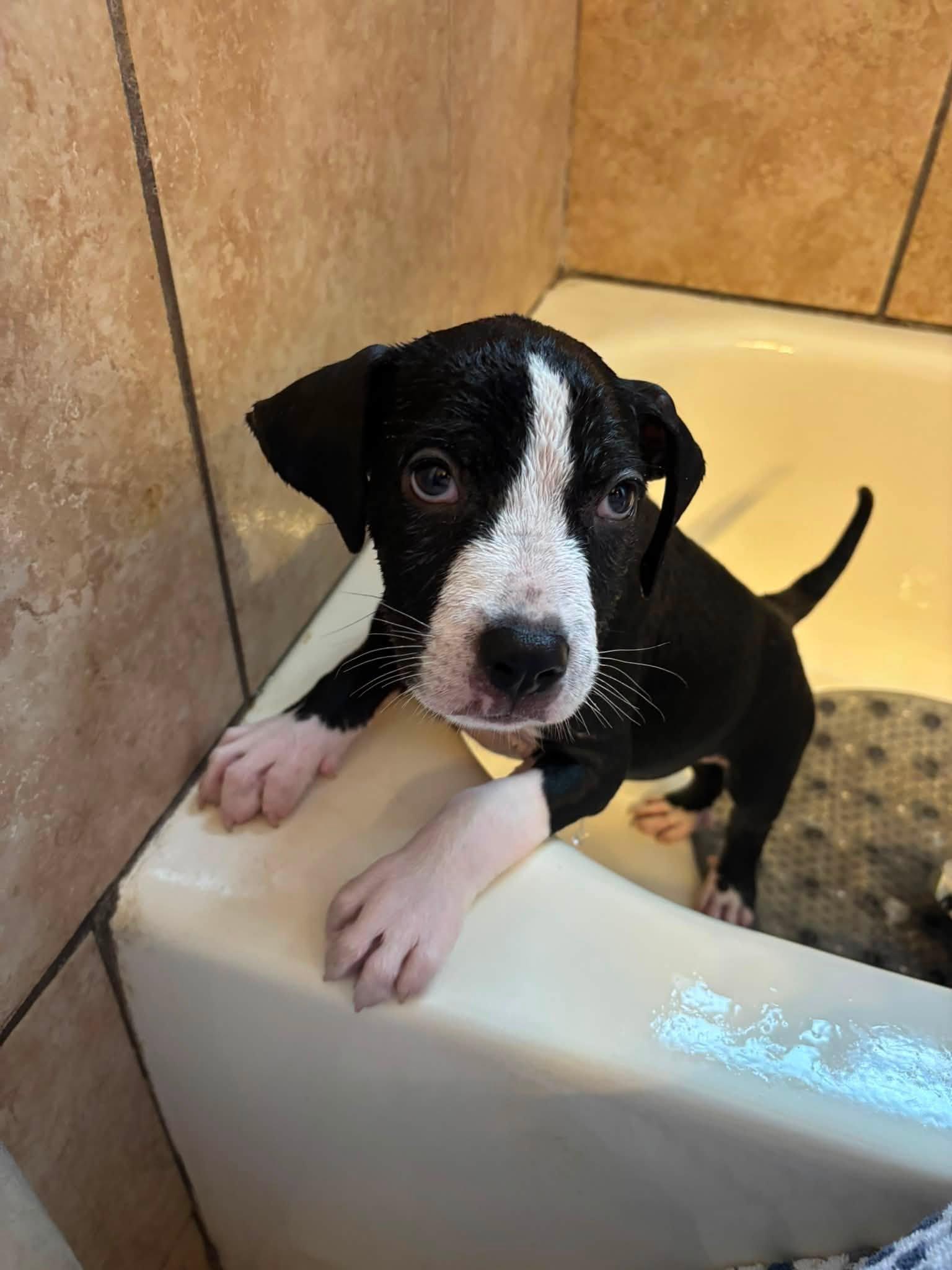 Sherman, a ADOPTABLE mixed breed in New Port Richey, FL image 2/5