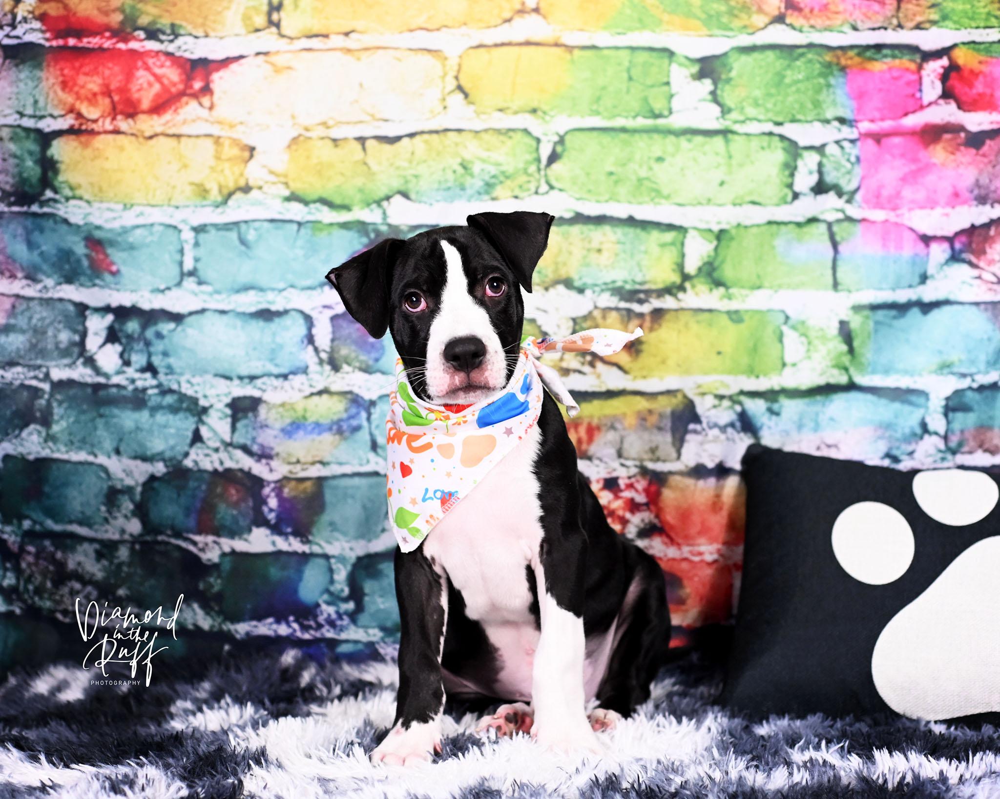 Sherman, ADOPTABLE, Puppy Male Great Dane.