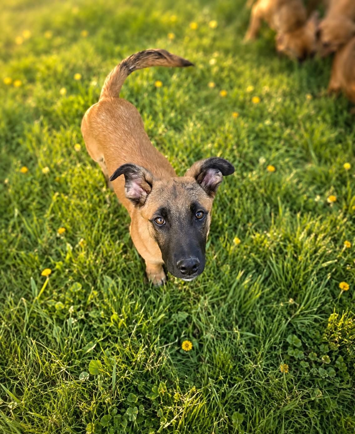 Enlarge Rocky, a ADOPTABLE mixed breed in Burlington, WI image 4/4