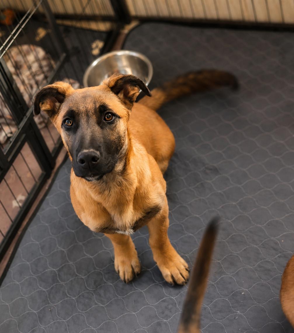 Enlarge Rocky, a ADOPTABLE mixed breed in Burlington, WI image 3/4