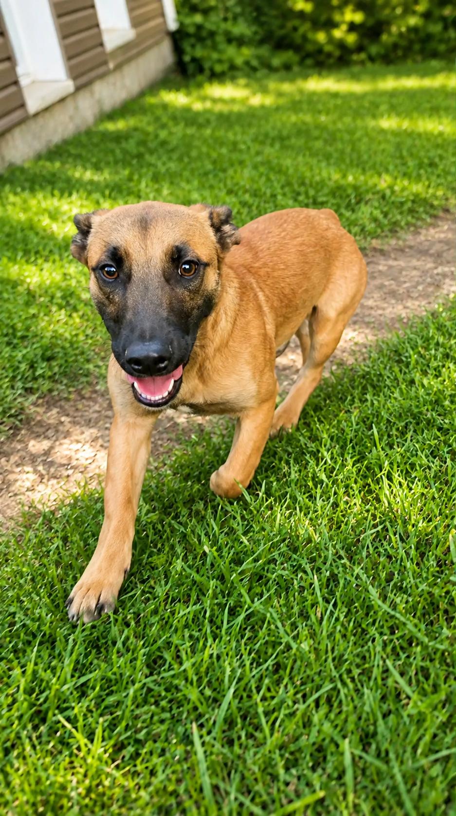 Enlarge Rocky, a ADOPTABLE mixed breed in Burlington, WI image 2/4