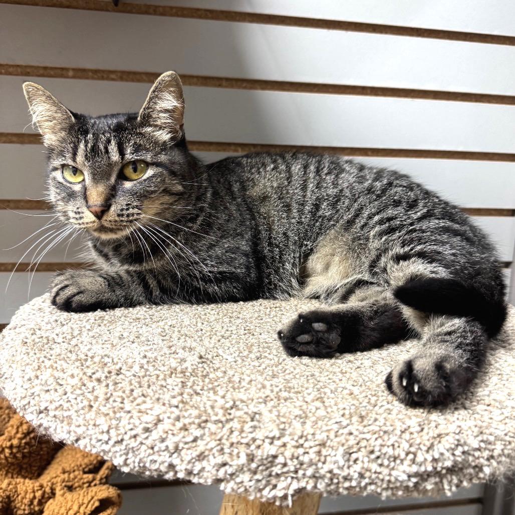 Fran, Adoptable, Adult Female Domestic Short Hair.