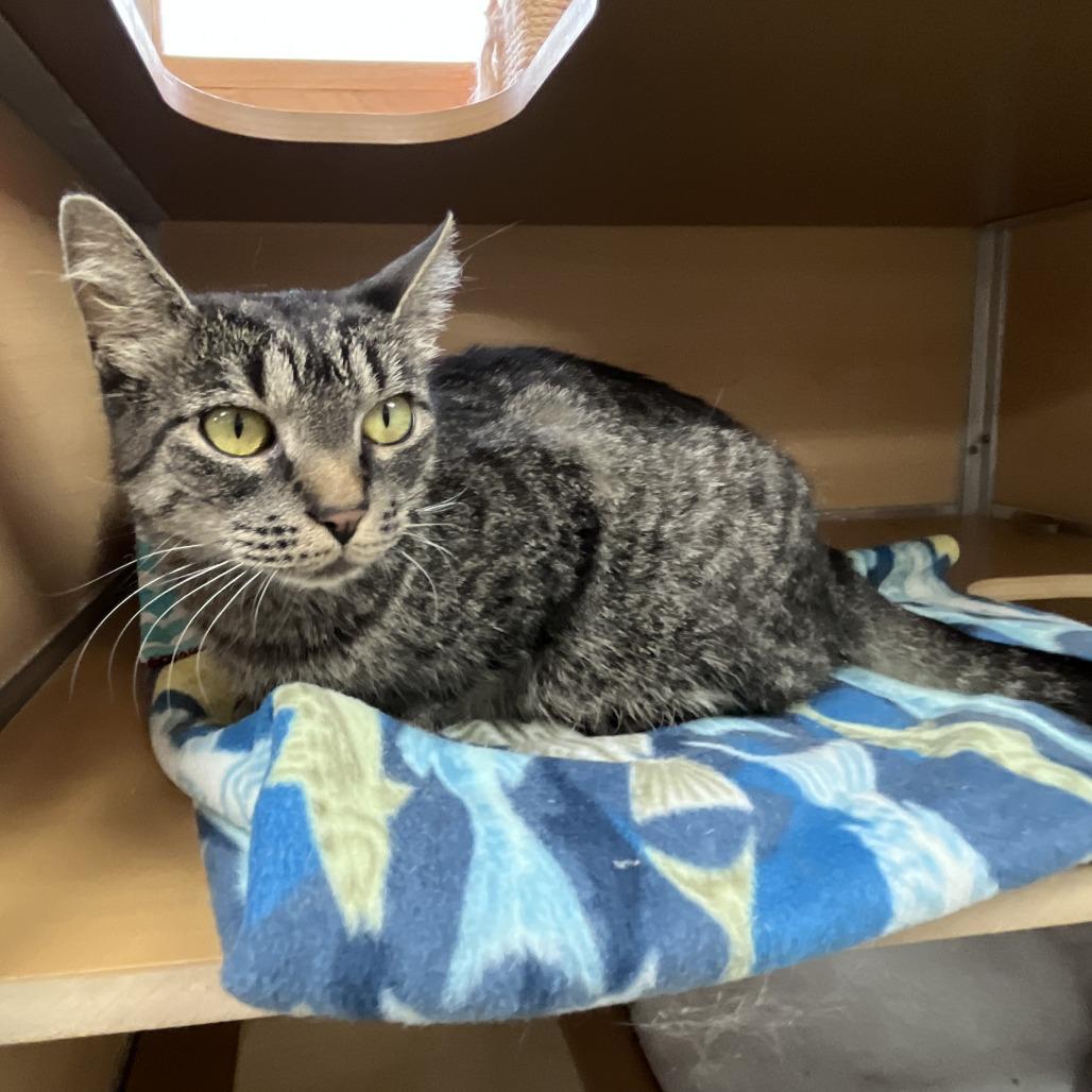 Fran, Adoptable, Adult Female Domestic Short Hair.