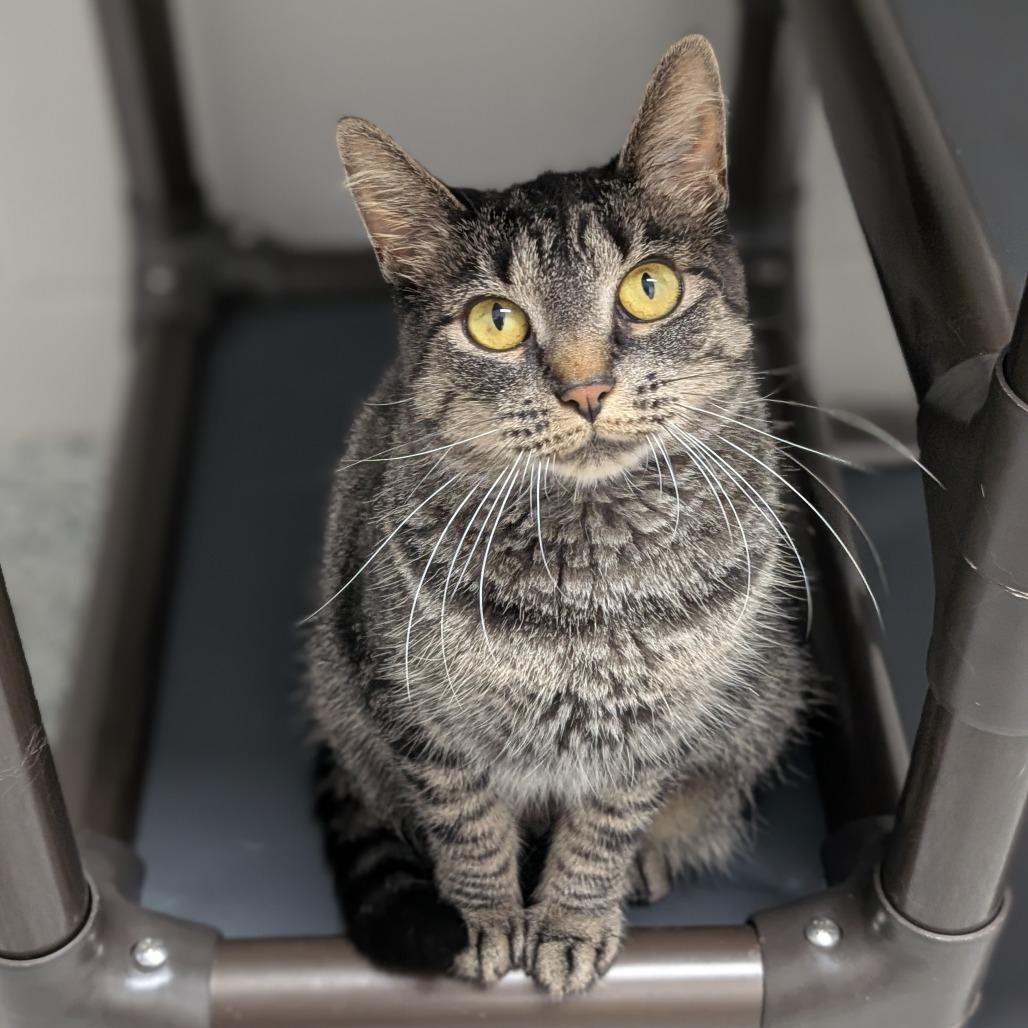 Fran, Adoptable, Adult Female Domestic Short Hair.