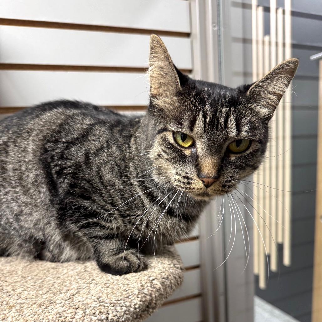 Enlarge Fran, a Adoptable Domestic Short Hair in Brookfield, WI image 4/5