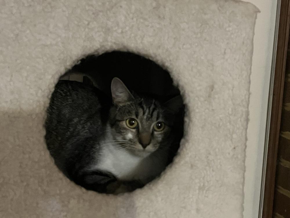 Mama Chloe, Adoptable, Adult Female Domestic Short Hair.
