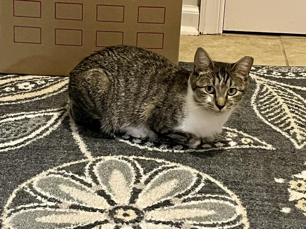 Mama Chloe, a Adoptable Domestic Short Hair in Virginia Beach, VA image 2/4