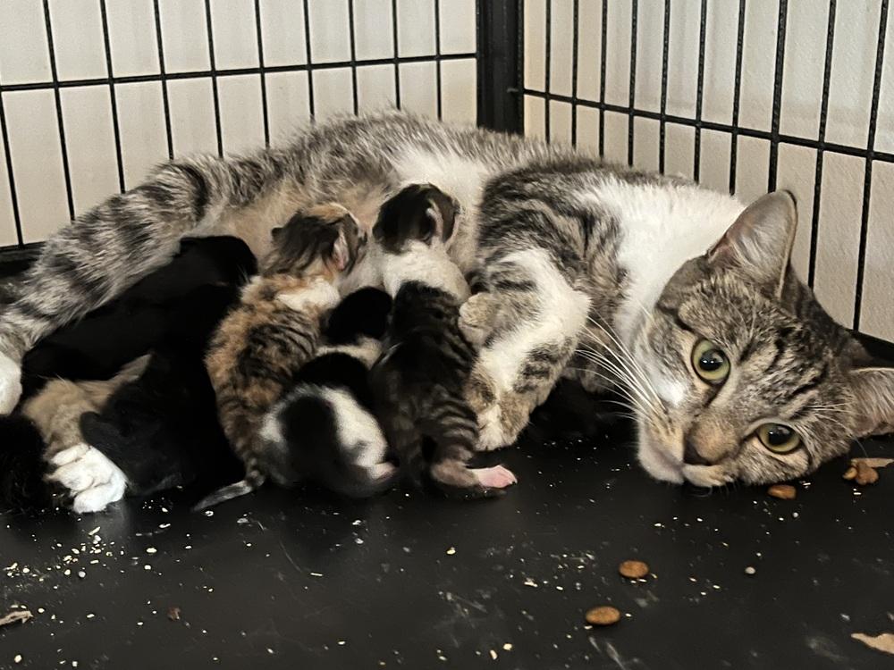 Mama Chloe, a Adoptable Domestic Short Hair in Virginia Beach, VA image 3/4