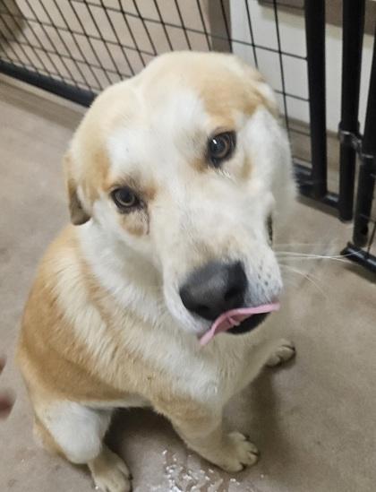 Teddy, a Adoptable mixed breed in Pendleton, OR image 1/3