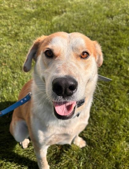 Teddy, Adoptable, Adult Male Labrador Retriever & Mixed Breed.