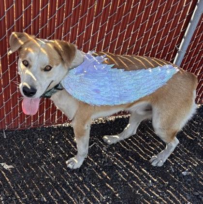 Teddy, a Adoptable mixed breed in Pendleton, OR image 3/3