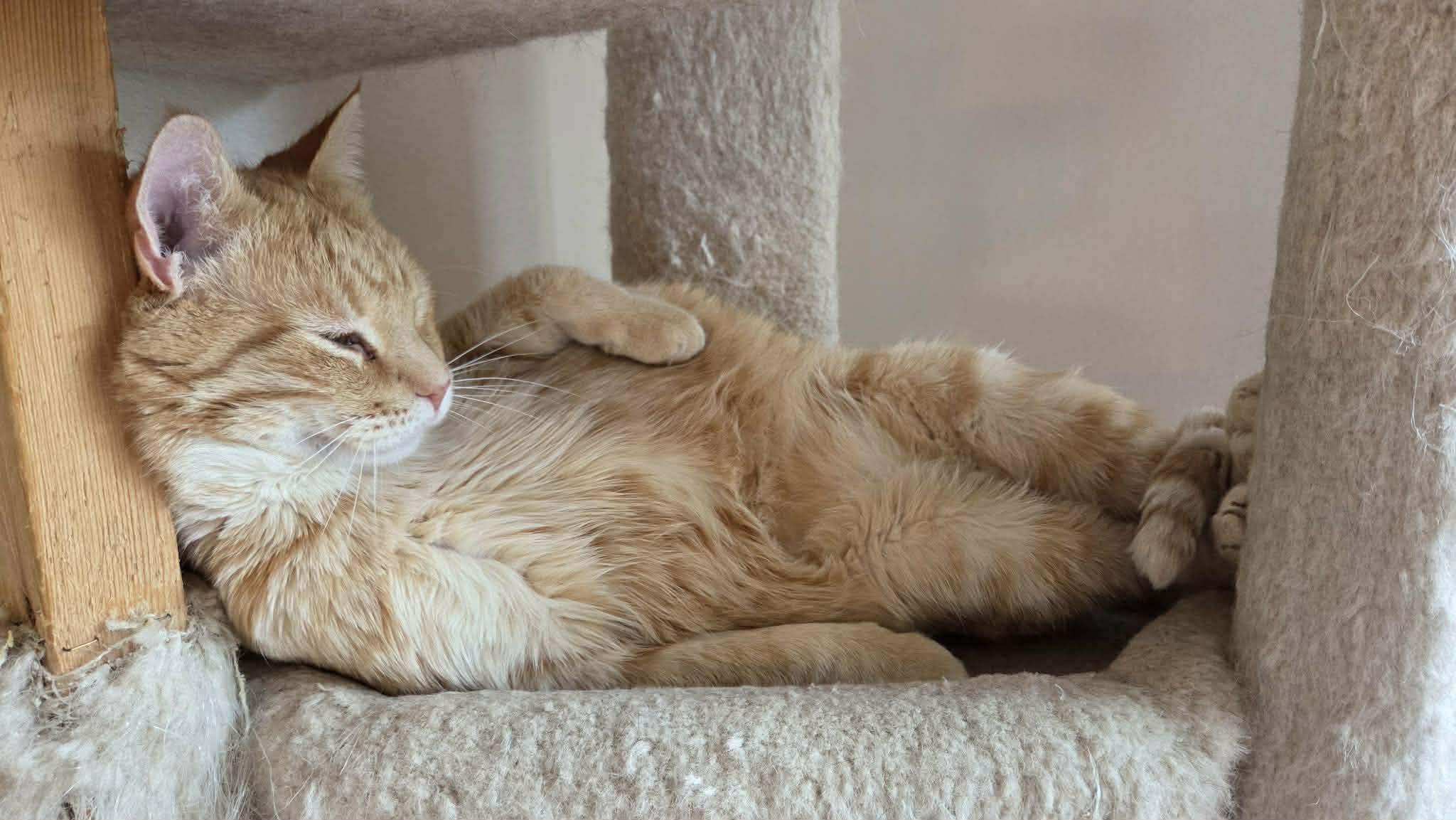 Enlarge Kramer, a Adoptable Domestic Short Hair in Sioux Falls, SD image 1/5