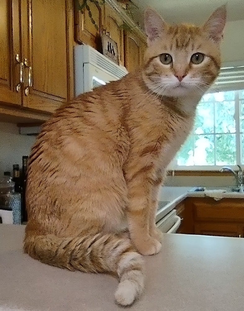 Kramer, a Adoptable Domestic Short Hair in Sioux Falls, SD image 3/4