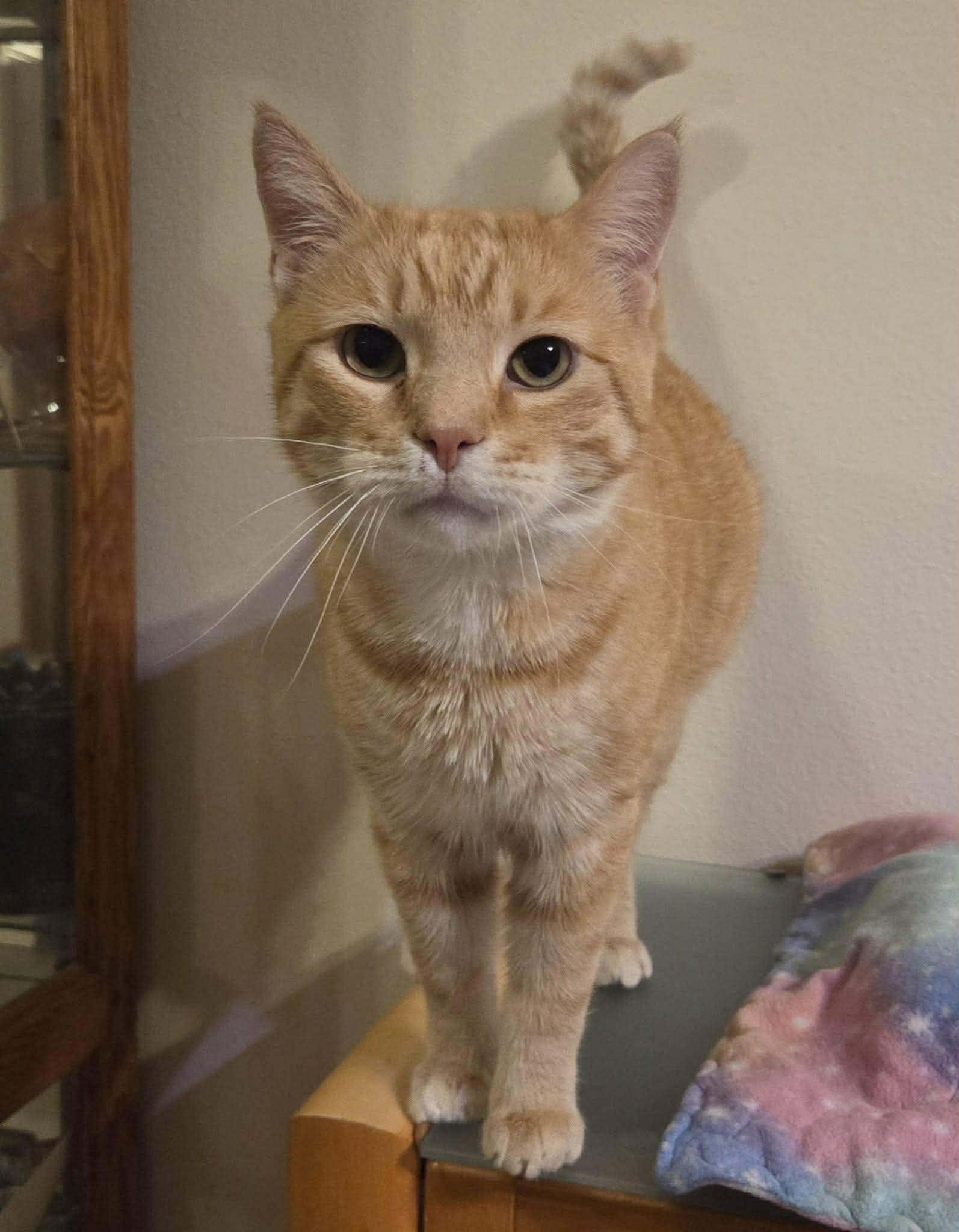 Enlarge Kramer, a Adoptable Domestic Short Hair in Sioux Falls, SD image 2/5