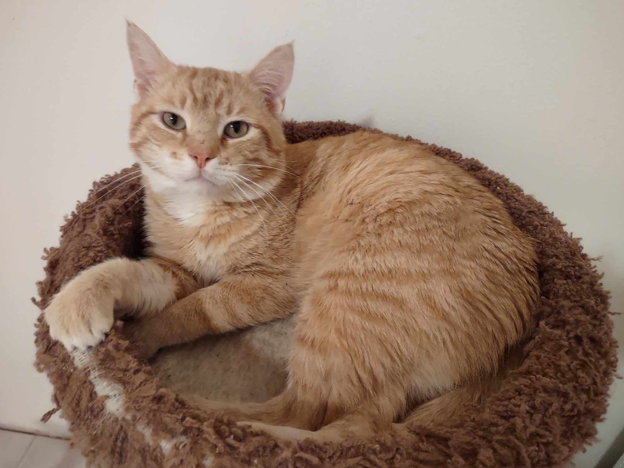 Kramer, a Adoptable Domestic Short Hair in Sioux Falls, SD image 1/4