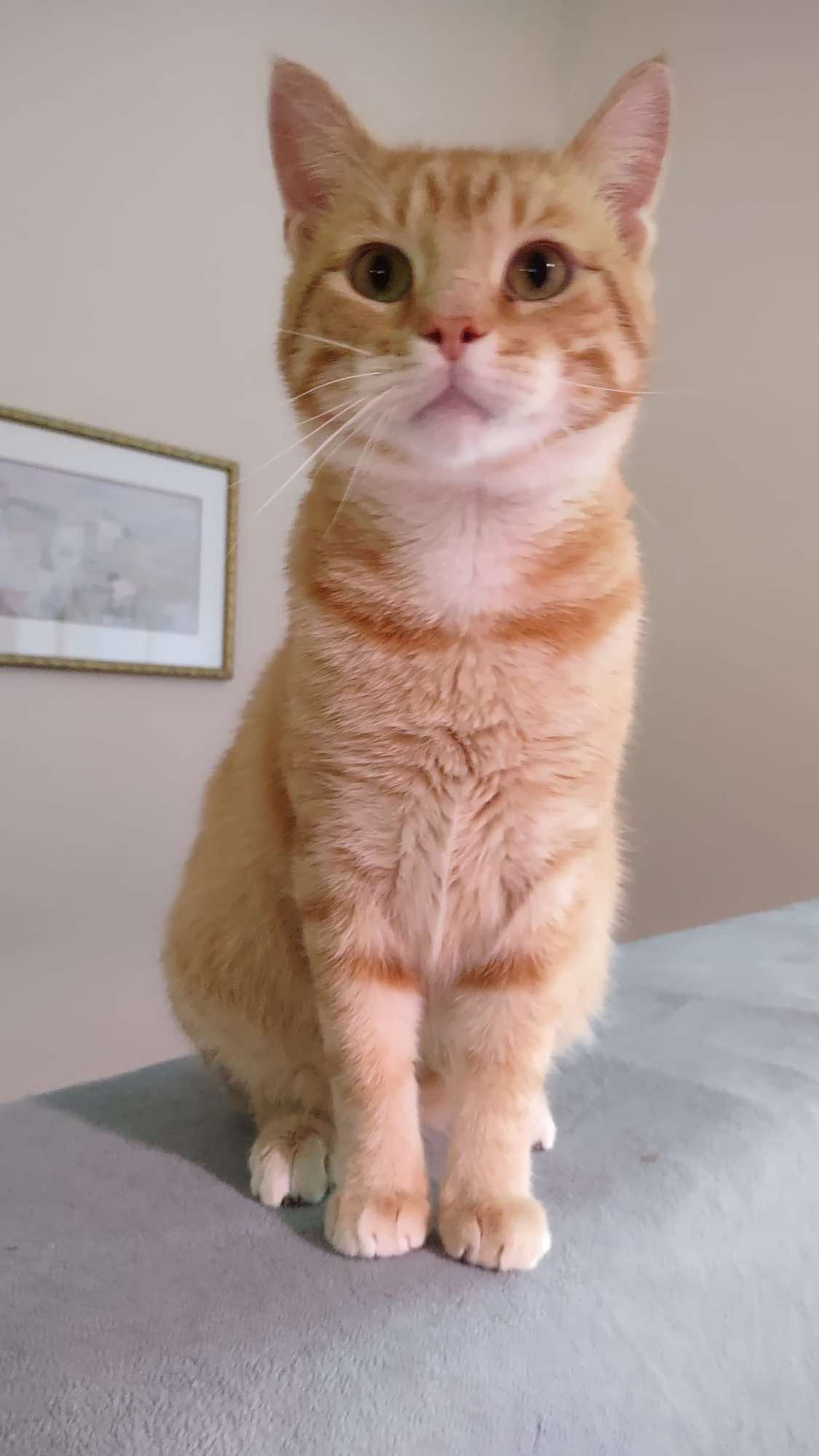 Kramer, a Adoptable Domestic Short Hair in Sioux Falls, SD image 2/4