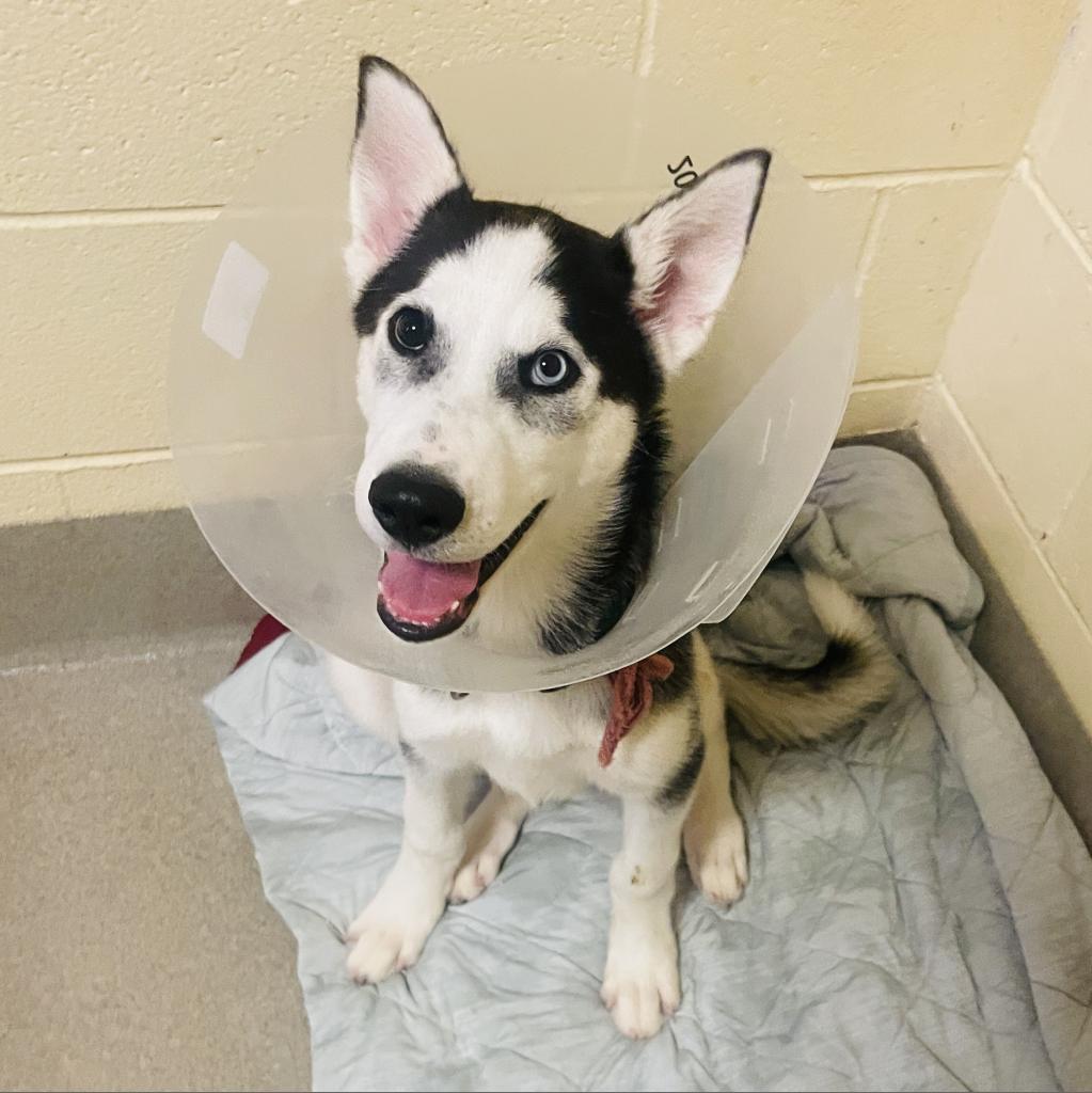 Enlarge Finnegan, a Adoptable Mixed Breed in Fredericksburg, VA image 1/3